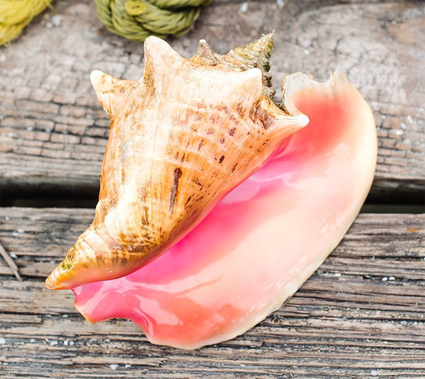 Conch shell