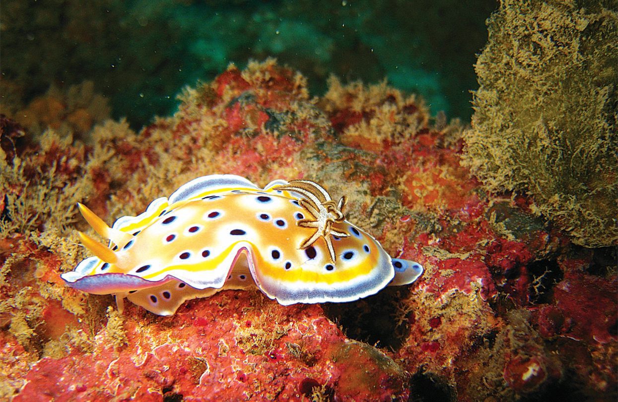 Twin magnificent sea slug - Andaman & Nicobar Islands, India Twin magnificent sea slug - Andaman & Nicobar Islands, India