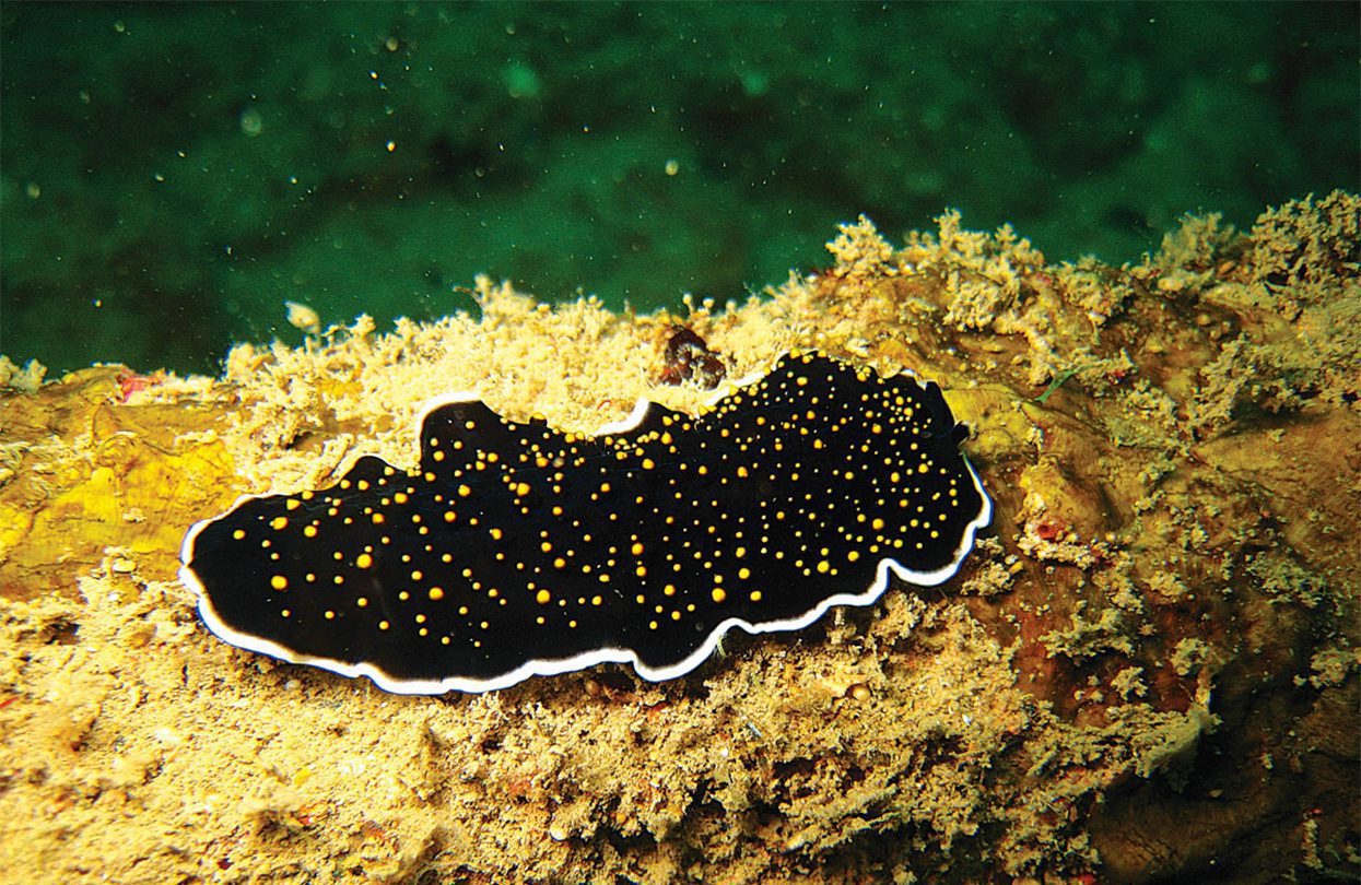 Yellow spotted flatworm - Andaman & Nicobar Islands, India Yellow spotted flatworm - Andaman & Nicobar Islands, India