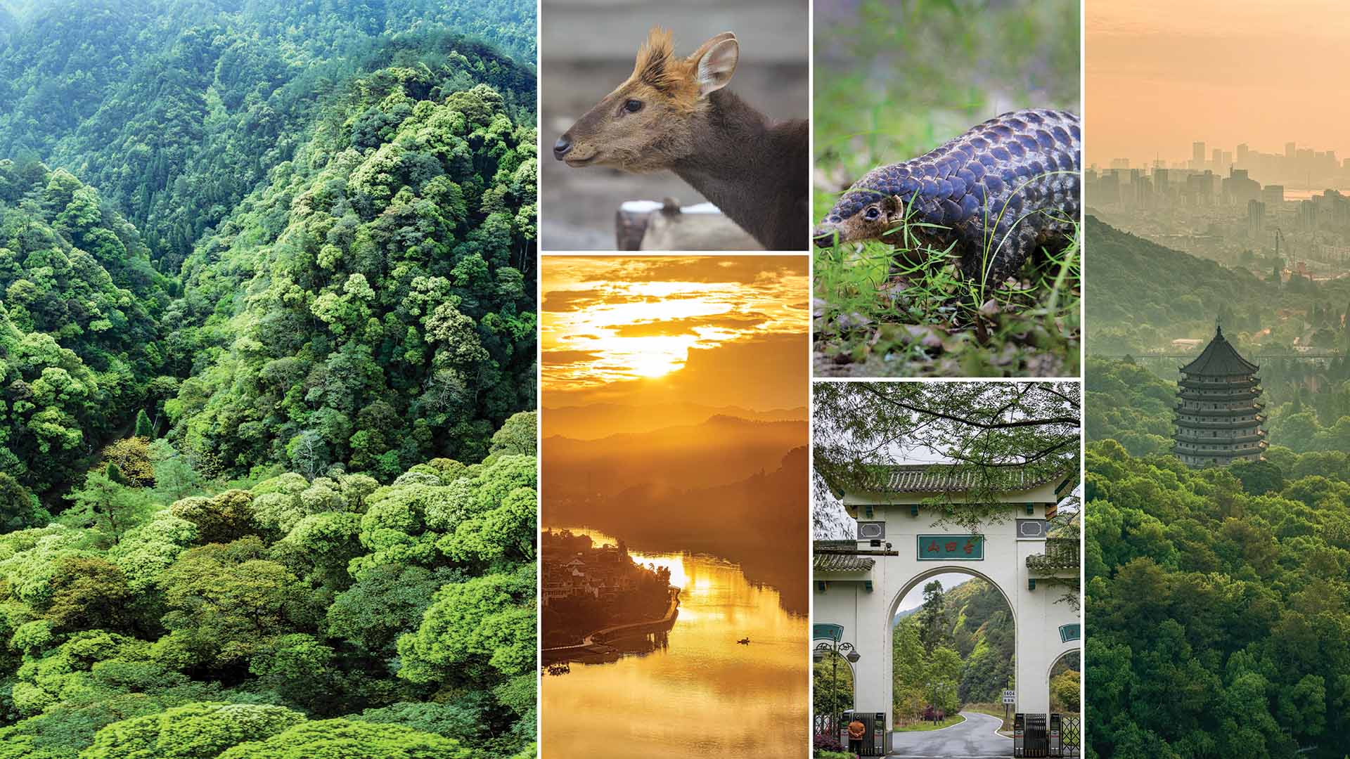 Qianjiangyuan – China’s Amazon Rainforest Perfect for Forest Bathing Qianjiangyuan - China's Amazon Rainforest Perfect for Forest Bathing