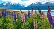 ws_cape_kidnapper_00 ws_cape_kidnapper_00